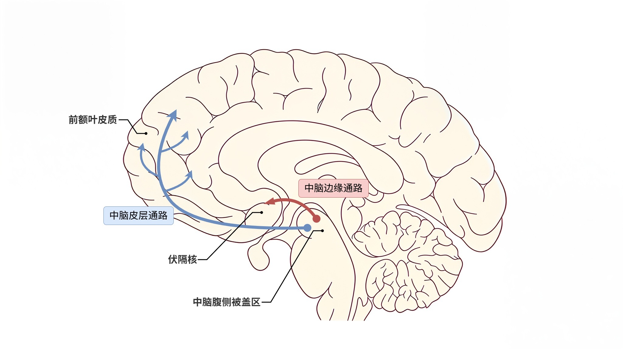 多巴胺的两个回路